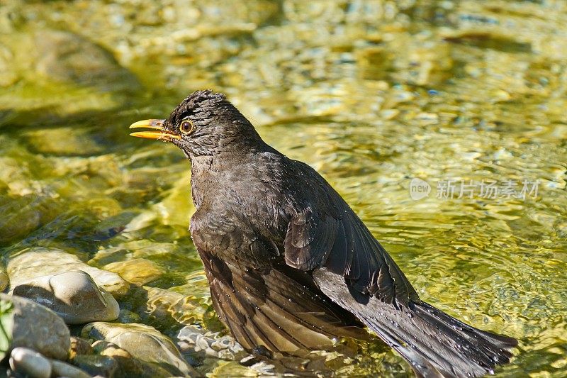 鸟-黑鸟雌Turdus merula正在池塘洗澡。德国拜仁。